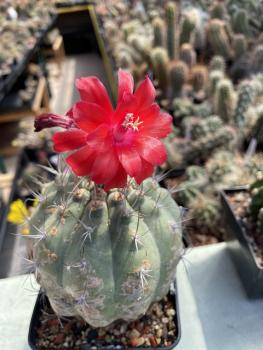 Submatucana madisoniorum